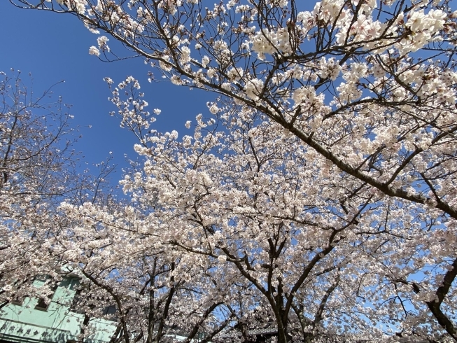 美しい桜を見るのも心の栄養。免疫力アップ❣️「自分なりのコロナ対策」