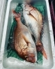 真鯛→鹿児島「12月2日Bar篠崎　旬の食材の仕入れです。」