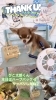 チワワ　シャンプー　ハーブパック「⭐️オプションメニュー⭐️🐶トイプードル、チワワ、ジャック、トリミングのお友達⚓️」