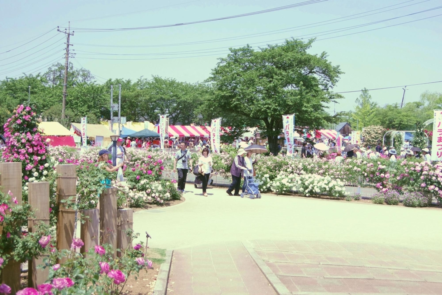 伊奈町が誇るバラ園の バラまつり に行ってきた 編集部が見た 伊奈町の明るいニュース いなナビ 伊奈町 伊奈町が誇るバラ園の バラまつり に行ってきた 編集部が見た 伊奈町の明るいニュース いなナビ 伊奈町