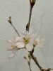日本人の好きなキレイでかわいい桜です。「Kiitos川口のフロントには春が来ました。(*^^*)」