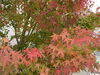 「紅葉」
