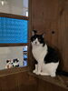 おはぎ「はじめてさんへ　猫部屋に入ってからの楽しみ方ガイド」