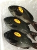 「魚魚市場鮮魚コーナーおすすめは「ヒラメ」です♪」