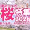 【2026年版】諏訪の桜名所・お花見スポットまとめ｜諏訪市・岡谷市・茅野市ほか