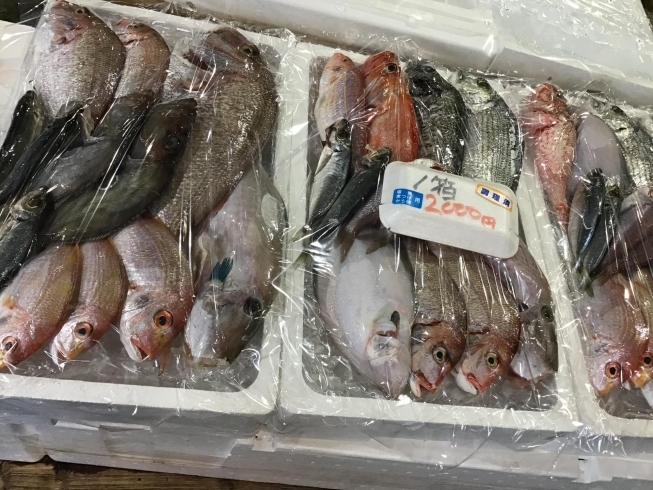 「魚魚市場鮮魚コーナーおすすめは「お魚セット」です♪」