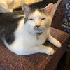 「大型新人ミミくん」