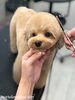 「秋のオプションキャンペーン　^ - ^」