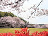 「【西条市 小松町新屋敷】小松中央公園の桜が咲いています！」