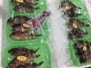 「魚魚市場鮮魚コーナーおすすめは「ホウボウ」「イトヨリ」です♪」
