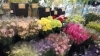 「『はなやホック皆生店』切り花入荷してます！」