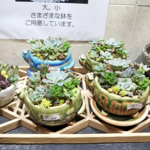 多肉寄せ植え「植物全品「まいぷれ見たで20％OFF」多肉寄せ植え 多肉 アロエ 他 ユーフォルビア サボテン など グラキリス ビカクシダ アガベ いろいろあります。観葉植物」