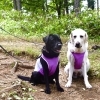 「愛犬と一緒に楽しむ、入笠山秋トレッキング🐶🍂」