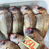 「魚魚市場鮮魚コーナーおすすめは「イサキ・ホタルイカ」です♪」
