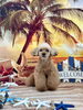 リルちゃん「サンセットビーチ🏖️」