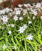 父ちゃんが植えた鷺草はついに花韮に変わりました。「グループホーム寿樹のじいちゃんの庭は春真っ盛りです。」