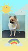「Dog salon mofu mofu　余市町」