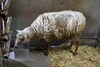メイ子（♀）「🐑コリデールのトト（♂）とメイ子（♀）が新しく仲間入りしました！」