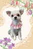 「Dog salon mofu mofu　余市町」