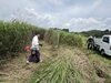 「夏越の大祓」
