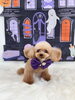アイスちゃん「Happy Halloween 2026🎃」