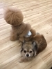 ポワンくんとりんちゃん「ましゅまろ幼稚園　^ - ^」