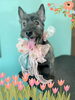 「Dog salon mofu mofu 余市町」