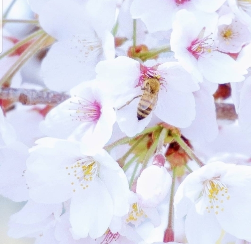 桜満開「こだわりのピクルス液専門店ピクルス屋から桜の季節にぴったりなピクルスパック「さくら糀」のご案内」