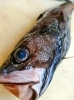どんこってしってますか？「冬にうれしい！新鮮な魚がたっぷり入荷しました」
