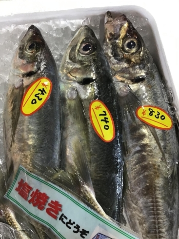 「魚魚市場鮮魚コーナーおすすめは「赤イサキ」です♪」