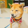 「今日のお友達」