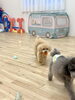ボール遊びに混じってGET ハッピーちゃん「ましゅまろ幼稚園🐾パートⅡ」