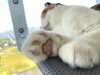 「【シルバーウィーク限定】あの「天空のねこカフェ」がやってくる🐈💕」