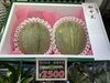 「ありがとう」の気持ちを込めて「夏のごあいさつにフルーツを贈りませんか☺️　枚方ビオルネ地下1階　新鮮果実 日野屋」