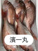 鯛「おはよう御座います」