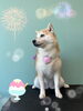 「可愛い子ちゃん♡ Dog salon mofu mofu 余市町」