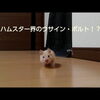 ハムスター界のウサイン・ボルト！？おもしろ可愛いハムスターcute funny hamster Usain Bolt　＃14