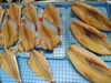 「📣本日のお魚情報🐟」