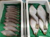 「📣本日のお魚情報🐟」