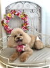 るなちゃん「わんこと秋桜　🐶」