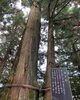 「諭鶴羽神社に旅する蝶アサギマダラが飛来✨ 諭鶴羽神社入って左側に フジバカマをいっぱい 植えているスペースがあります✨羽生結弦選手が参拝したと有名な神社✨」