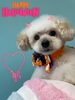 「お友達♡ Dog salon mofu mofu 余市町」