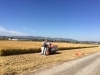 京都産　ひのひかり「次回収穫体験は稲刈りですよ！！！」