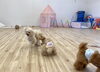 きなこちゃんとはぴちゃん　じゃれっこ☺️「ましゅまろ幼稚園🐾パート2」