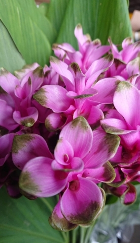 New フレッシュフラワー 花のみどりや 駅前本店のニュース まいぷれ 新発田 胎内 聖籠 New フレッシュフラワー 花のみどりや 駅前本店のニュース まいぷれ 新発田 胎内 聖籠