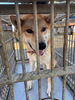「【西条市小松町】迷い犬を保護しています！（※せとうちバス／西大頭停留所近辺）」