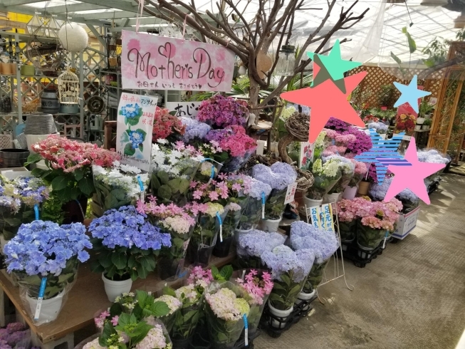 あじさい「5月9日は母の日ですね沢山のご注文をいただいています☺️」