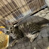 ミイくん「猫部屋のやんちゃなイケメン！　ミイくん」