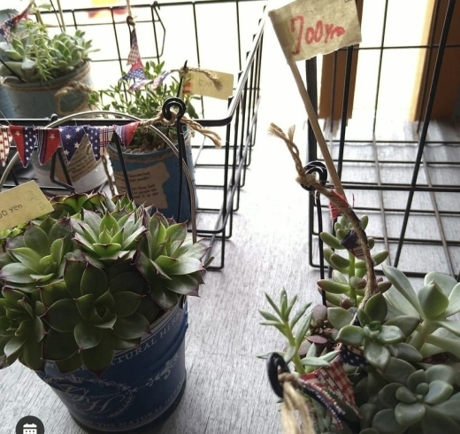 多肉植物追加でやってきました 笠間でこだわりの醗酵食品が食べられる笠間茶屋 笠間茶屋のニュース まいぷれ 笠間市 多肉植物追加でやってきました 笠間でこだわりの醗酵食品が食べられる笠間茶屋 笠間茶屋のニュース まいぷれ 笠間市
