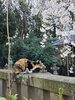 桜と散策、見守る招き猫®「三重塔を彩る桜が見頃です｜今週がラストチャンスのお花見散策」